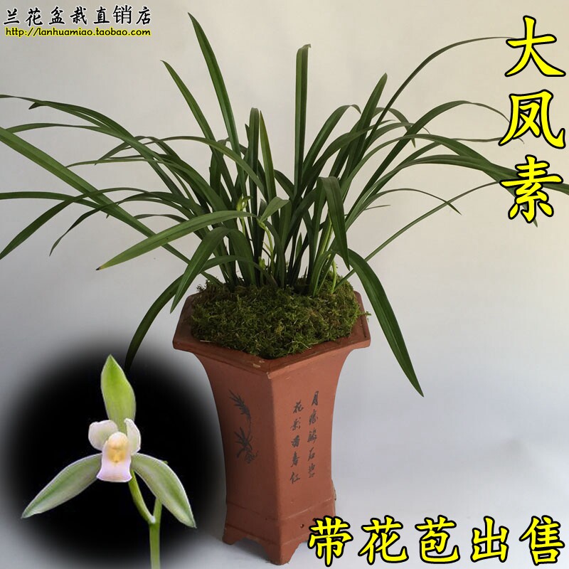 绿植四季兰花办公室盆栽大凤素