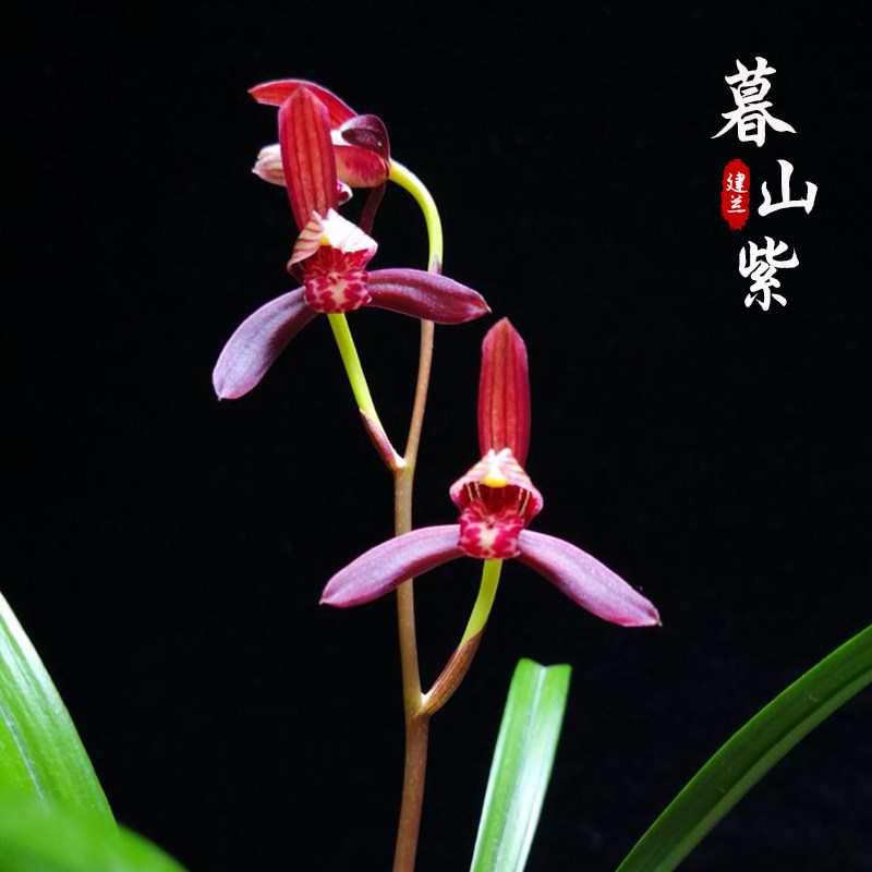 名贵建兰客厅庭院易养活绿植盆栽