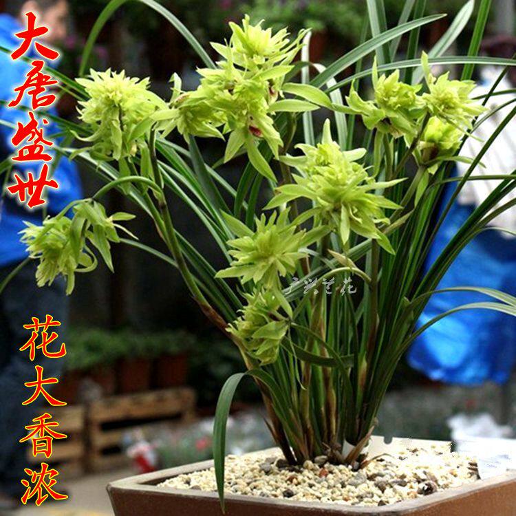 莲瓣兰花苗 花大香浓奇花 大唐盛世 冬春带浓香花苞广兴盆栽花卉