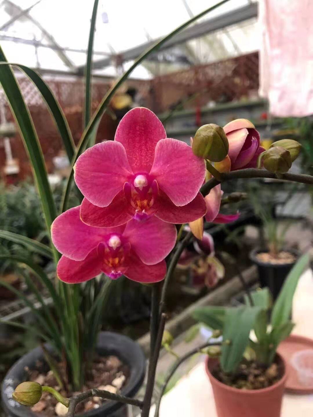 带花苞桌面植物盆栽蝴蝶兰
