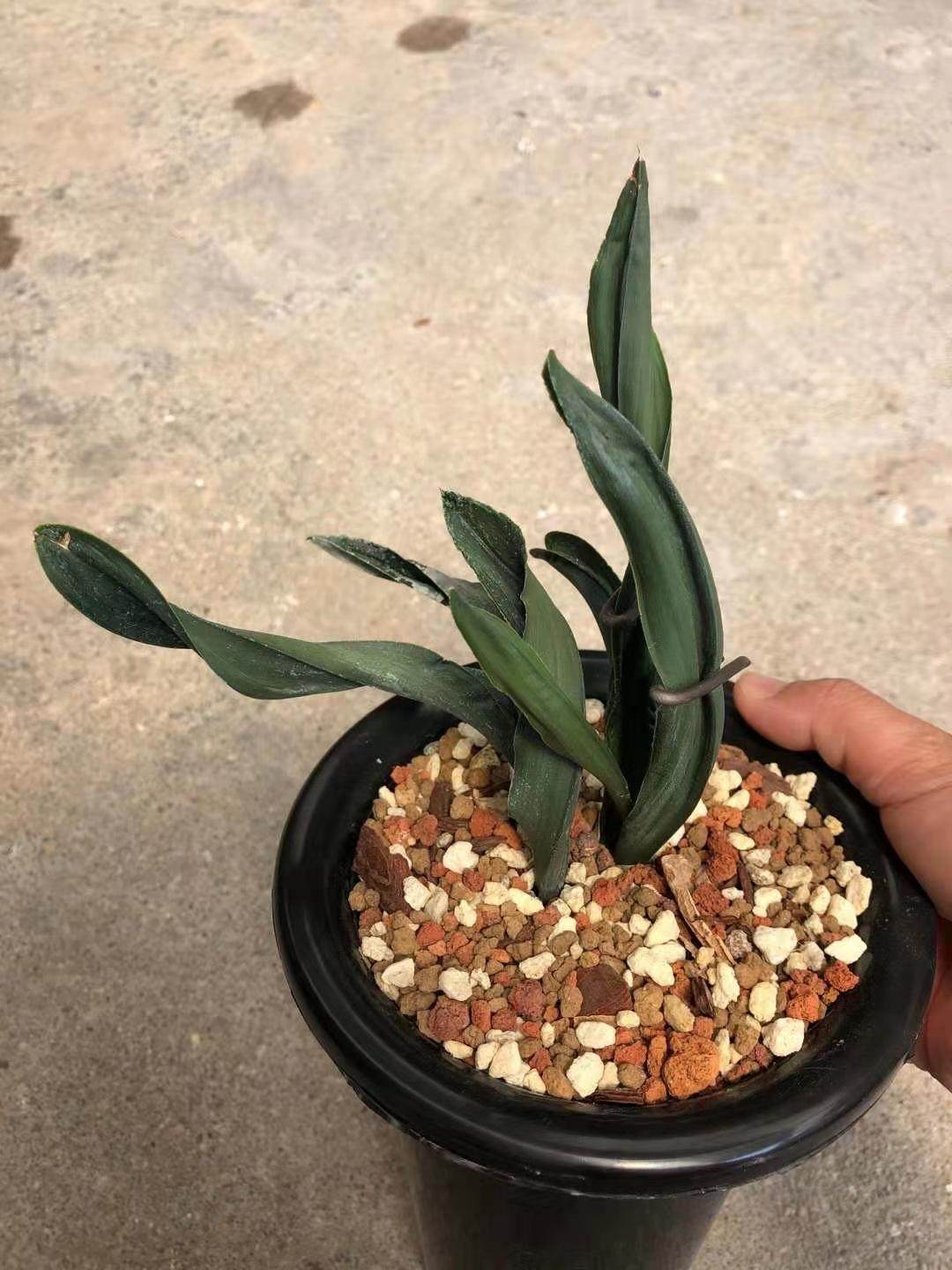 精品兰花墨兰奇叶稀有品种文山佳龙室内绿植花卉植物盆栽花苗