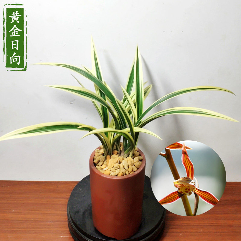 墨兰黄金日向 浓香中透艺 矮种室内观花植物春节前后开花兰花苗