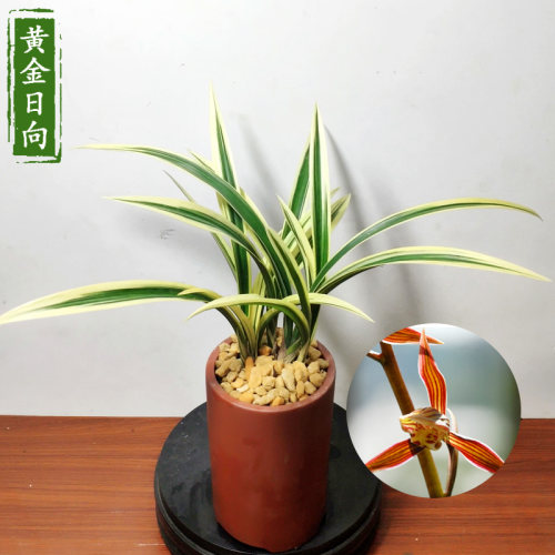 墨兰黄金日向 浓香中透艺 矮种室内观花植物春节前后开花兰花苗