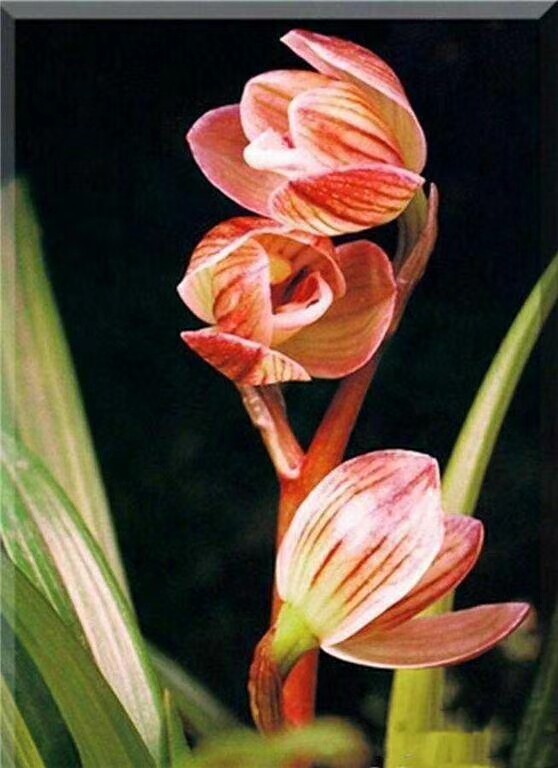 自然老种兰花苗云南莲瓣兰名品【药草.-丹荷鼎】浓香绿植花卉盆栽