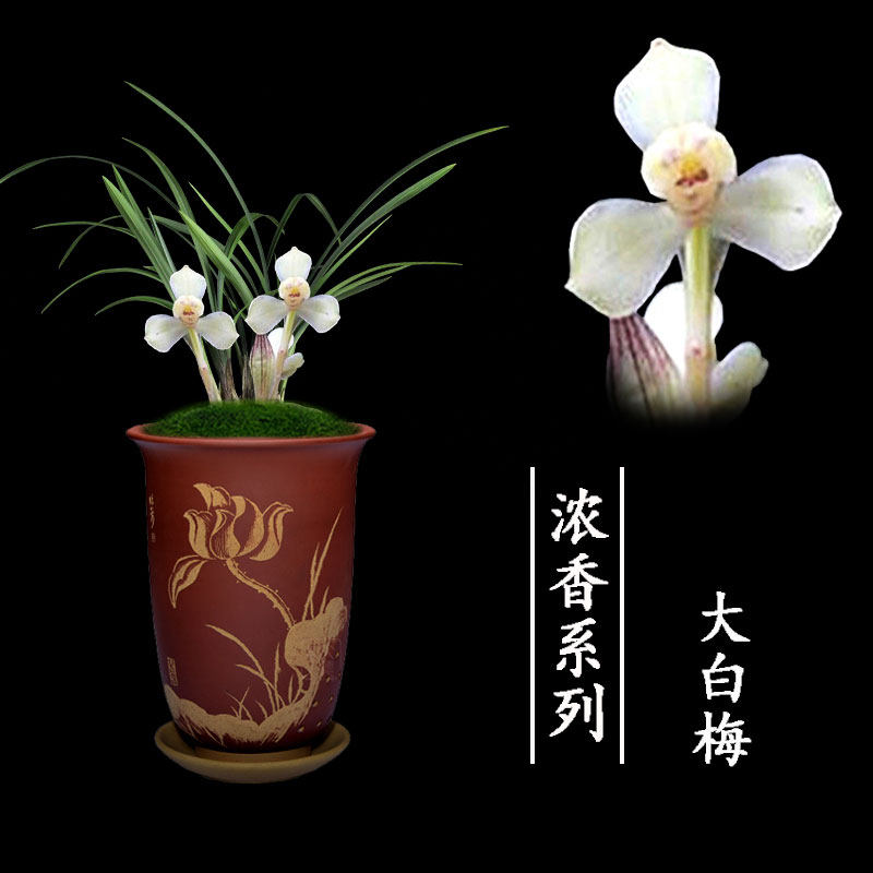 绿植盆栽名贵好养兰花苗