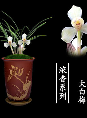 绿植盆栽名贵好养兰花苗