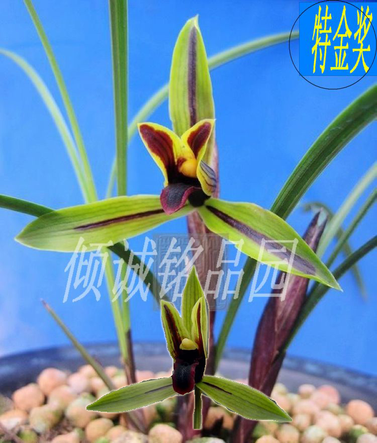 花期带花苞 兰花苗 名贵春兰 铭品老种 盆栽 包公魂 400/苗