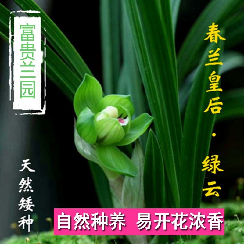 矮种兰花春兰清仓价老八种