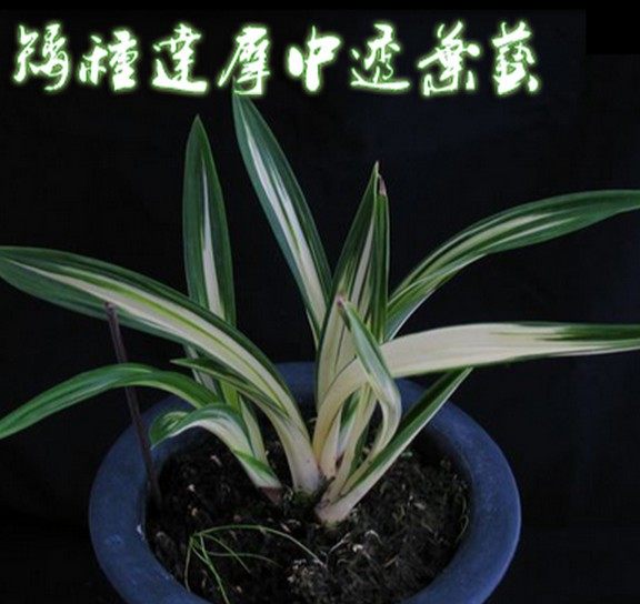 江浙 兰花  墨兰 矮种达摩中透艺 促销 艺漂亮 假一赔十 1苗60