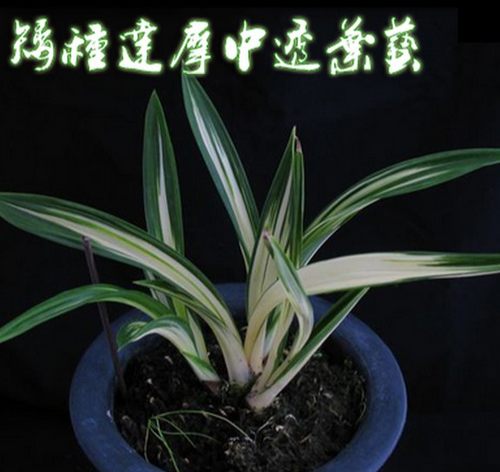 江浙 兰花  墨兰 矮种达摩中透艺 促销 艺漂亮 假一赔十 1苗60