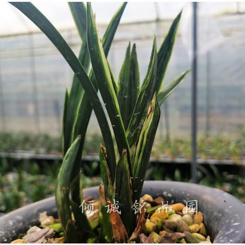 一物一拍 兰花苗 春兰矮种 奇叶 水晶 室内好养铭贵盆栽