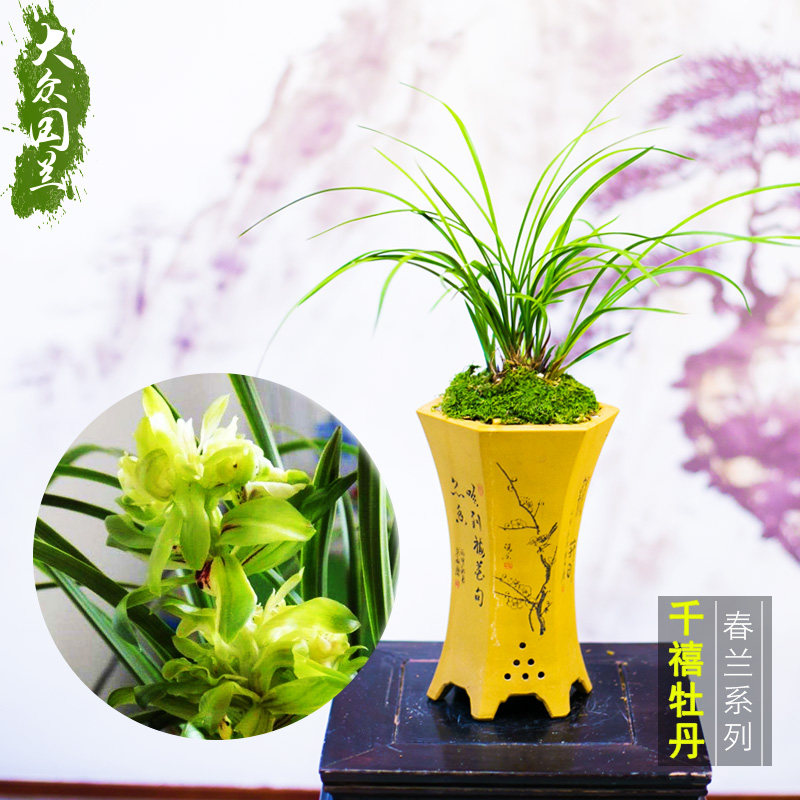 兰花苗春兰奇花千禧牡丹不带花苞兰花花卉盆栽绿植浓香包邮