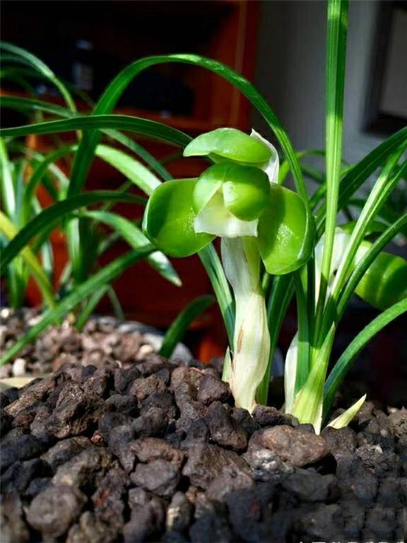 韩国传统老种兰花苗  春兰【一休荷】浓香绿植花卉园艺盆景