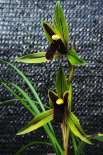 花期带花苞高品质兰花苗盆栽好发货 春兰包公魂 自然栽培假一赔十