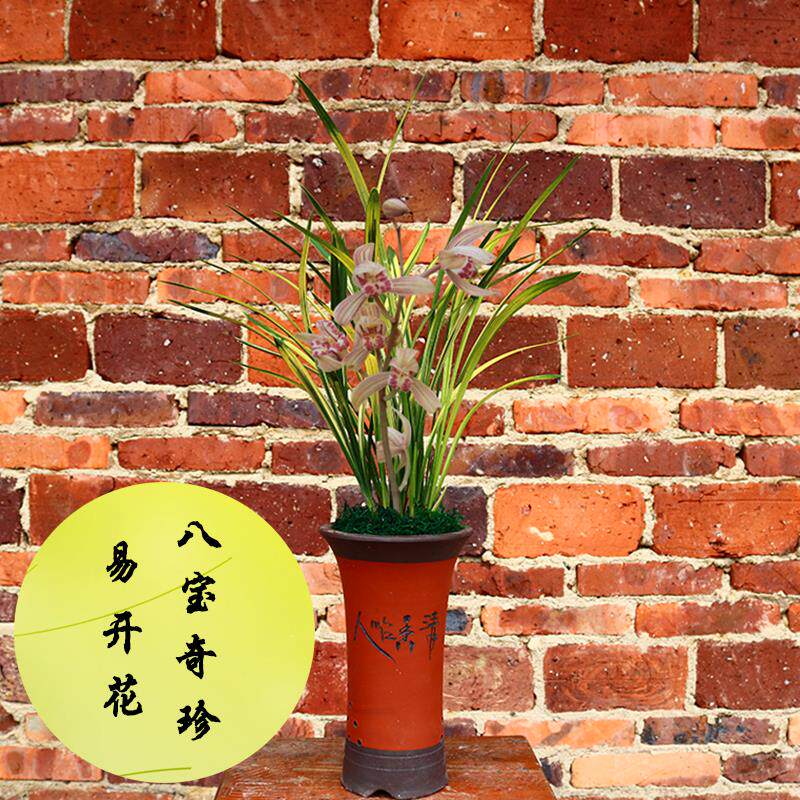 兰花苗建兰四季兰虎斑 艺八宝奇珍山水画 浓香型花卉易花易成活