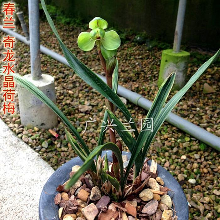 兰花苗 矮种春兰奇龙水晶荷瓣梅瓣 水晶荷梅 花卉绿植盆栽