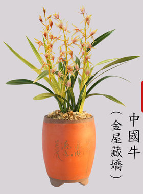 中国牛金屋藏娇名贵墨兰兰花金黄色稀有宽叶兰花苗冬带花苞花卉