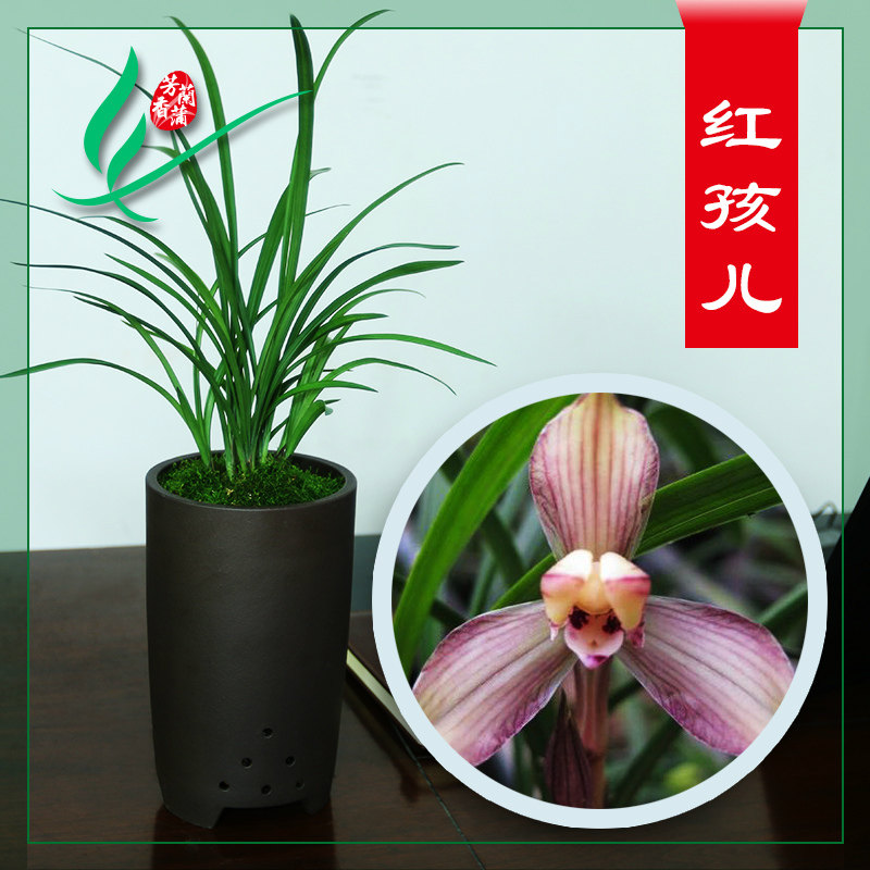 花期带花苞清仓价正品兰花苗名贵春兰红孩儿浓香花卉绿植芳香