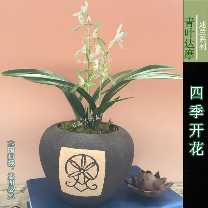 清仓价矮种青叶达摩建兰四季浓香型不带花 办公室内绿植盆栽