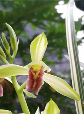 蕙兰秀香锦兰花中透斑缟艺兰草花苗 叶花双艺绿植
