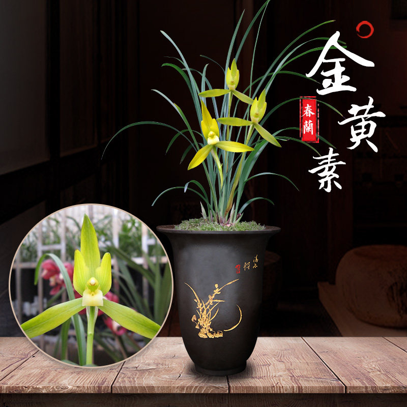 春兰金黄素极品兰花带花苞室内盆栽桌面绿色植物盆景栽矮种