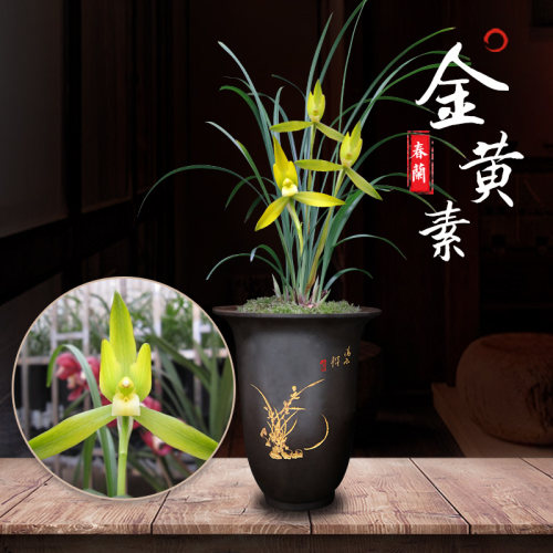 春兰金黄素极品兰花带花苞室内盆栽桌面绿色植物盆景栽矮种