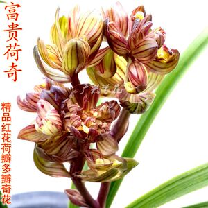 春兰荷瓣花卉绿植盆栽