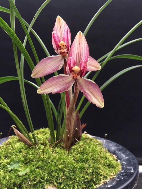 花期带花苞包邮 兰花苗客厅花卉阳台盆栽浓香老种兰花 春兰  红冠