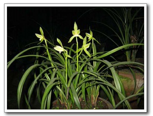 当年开花兰花苗盆栽好发货 春剑龙门素 花比苗高 环垂叶自然栽培