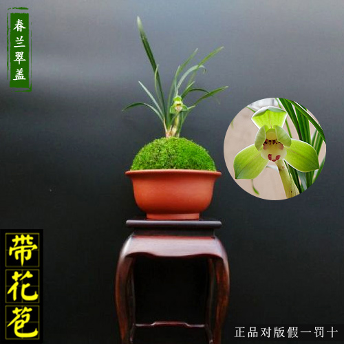 盆栽高档名贵荷瓣兰花苗