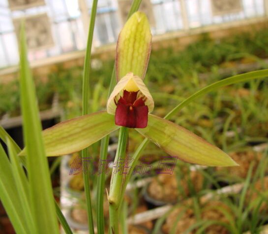 花期带花苞兰花 春兰老种 色花红素（滇中红素）200/苗