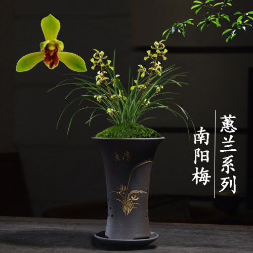 兰花苗无花苞盆栽植物室内名贵蕙兰南阳梅客厅好养极品花卉绿植