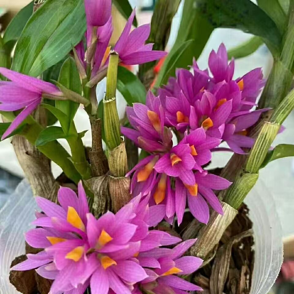 超靓进口姬美石斛带花苞花期长达几个月一盆6至8杆包邮