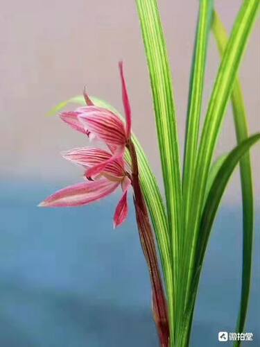 春剑新品兰花虎斑精品超香红花花期带花苞室内浓香兰花苗盆栽植物