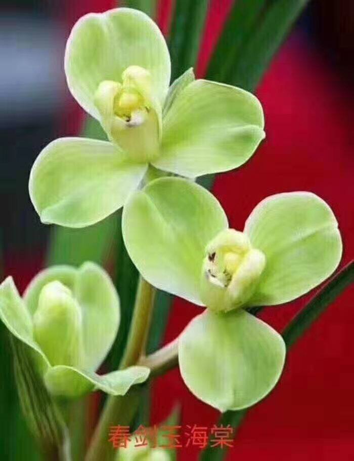 兰花海棠植物阳台盆栽