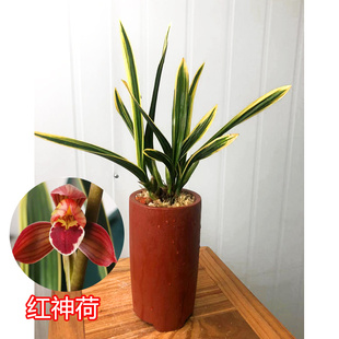 红神荷墨兰矮种金边兰花苗不带花苞室内盆栽植物高档浓香东方