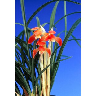 自然老种兰花苗盆景 春兰名品【女雏】浓香室内绿植花卉盆栽