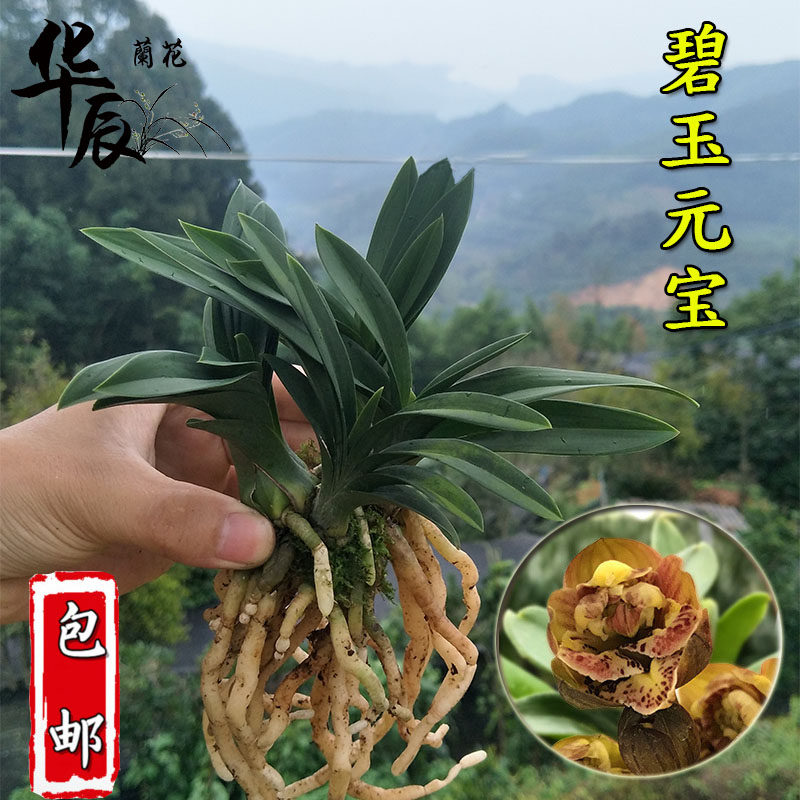 墨兰矮种盆栽花卉植物