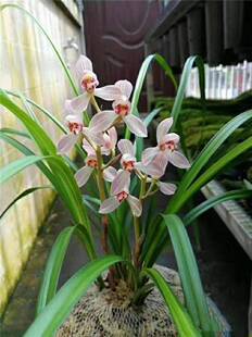 云南自然名品兰花苗 莲瓣兰【寺小灵童】浓香绿植花卉盆景