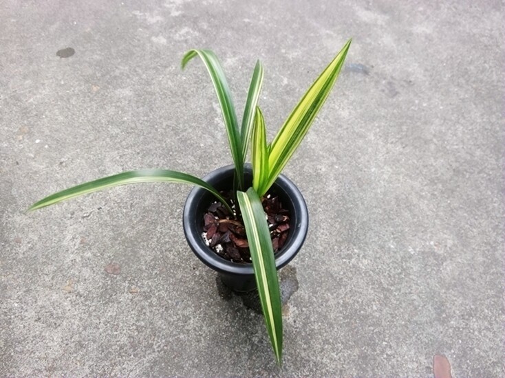 世界上特香兰花墨兰奇花线艺花艺双全-神州奇斑缟艺室内盆栽花卉