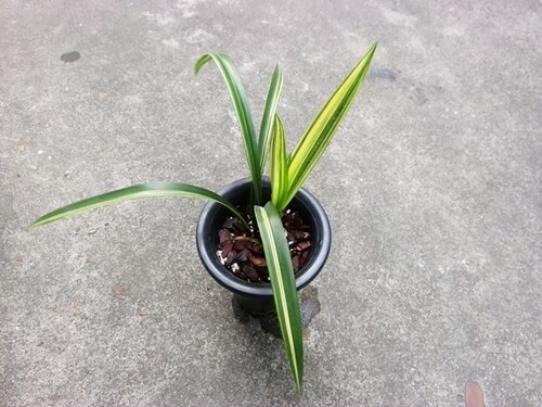 世界上特香兰花墨兰奇花线艺花艺双全-神州奇斑缟艺室内盆栽花卉