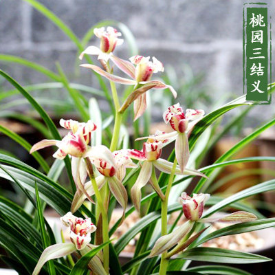 花期带花苞春剑桃园三结义蝶瓣兰花苗带花苞高档名贵品种花卉盆栽