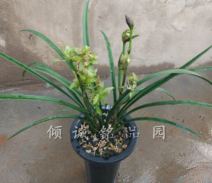 花期带花苞花期带花 兰花苗 春剑兰花 花卉盆栽 奇花牡丹160/苗