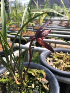 包邮兰花苗客厅花卉阳台绿植盆栽浓香自然苗兰花春兰【古滇红素】