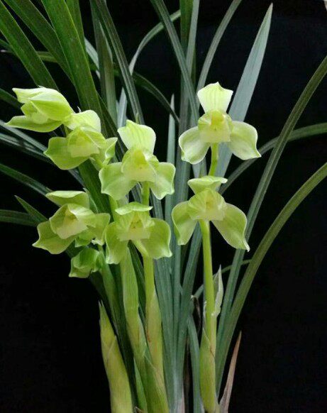 四川自然老种兰花苗 春剑【玉堂春】浓香阳台绿植花卉盆景