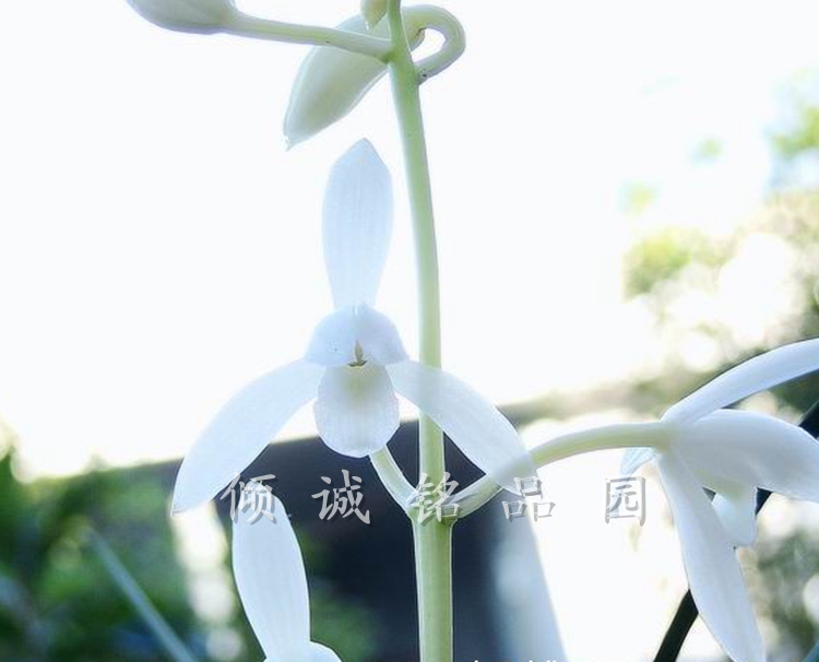 兰花苗 建兰四季兰晶莹剔透色花（白雪冰心）360/苗