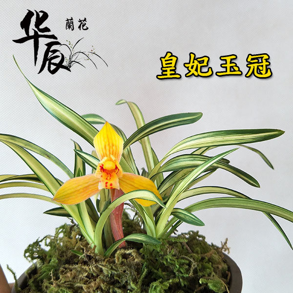名贵矮种盆栽花卉植物