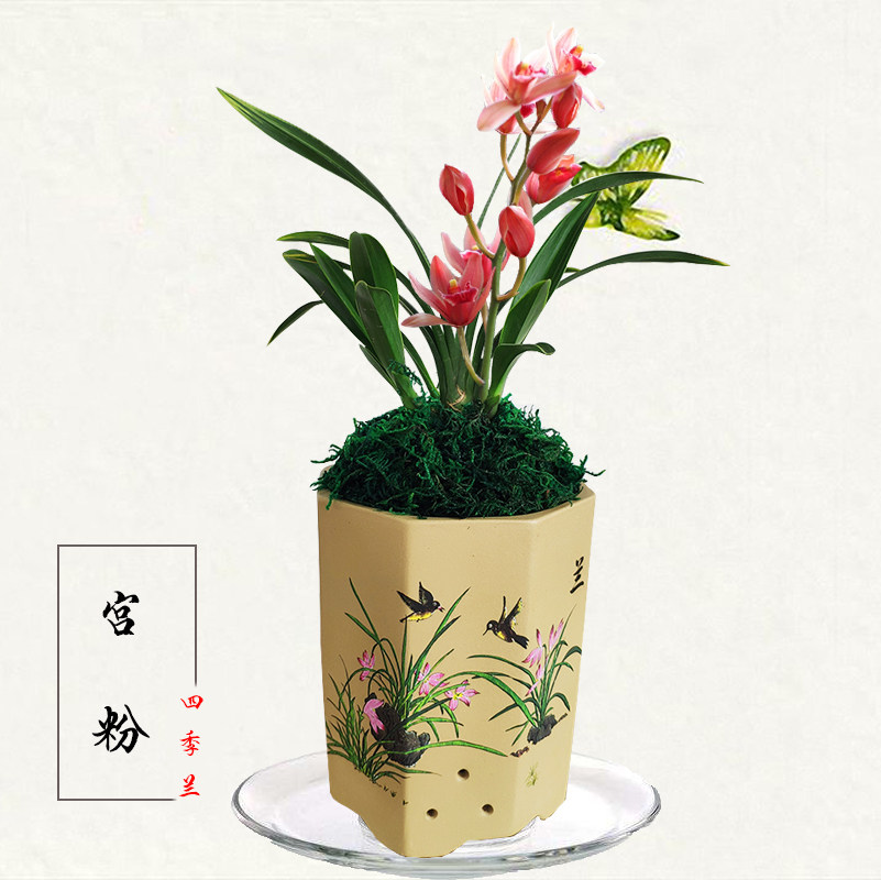 兰花苗建兰四季兰【宫粉】矮种金边兰花浓香型花卉易开花易养活
