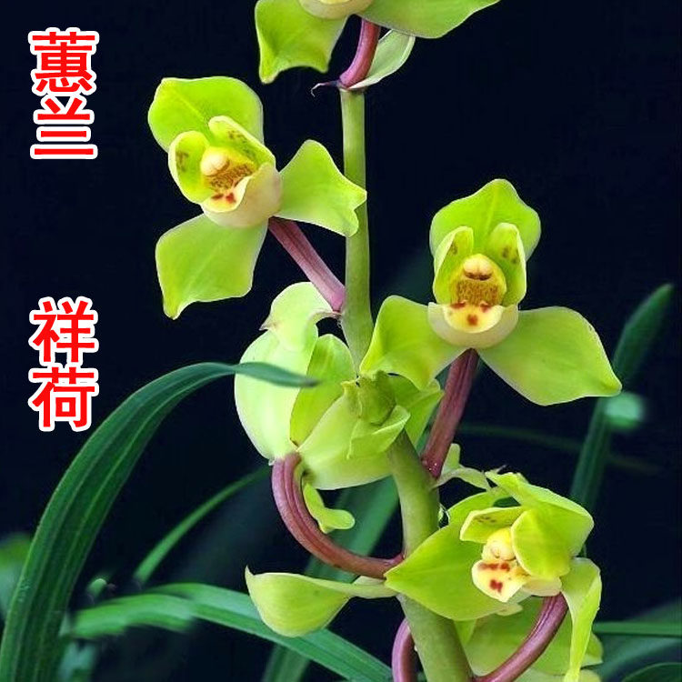 正品蕙兰荷瓣祥荷易养殖绿植盆栽室内 兰花高档大气 免邮