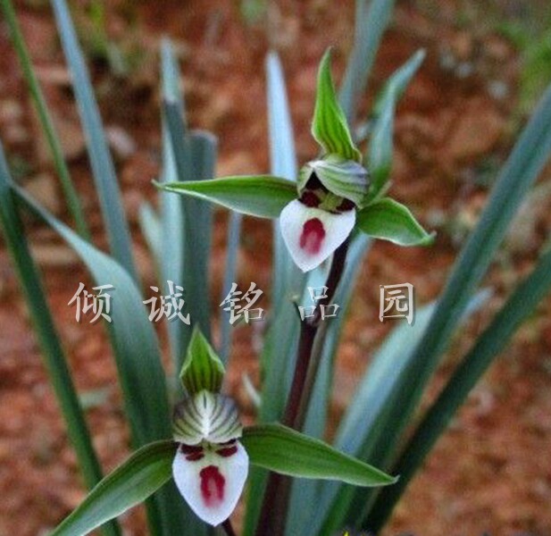 兰花苗寒兰细叶正格红舌 80/苗